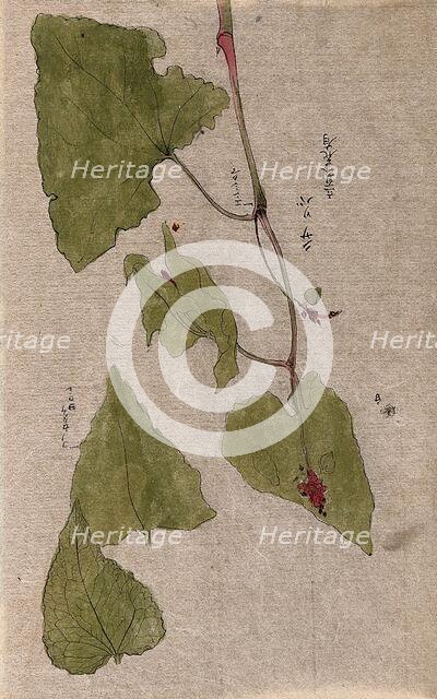 A flowering stem and separate floral segments. Creator: Unknown.