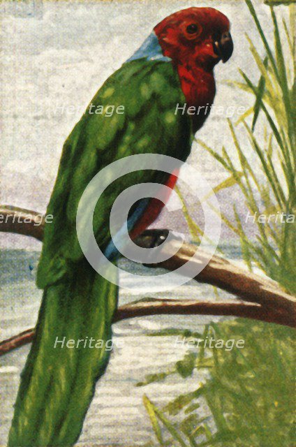 Austral parakeet, c1928. Creator: Unknown.