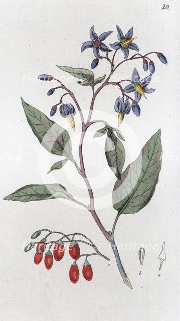 Bittersweet (Solanum dulcamara), 1804-1811. Artist: Johan Wilhelm Palmstruch