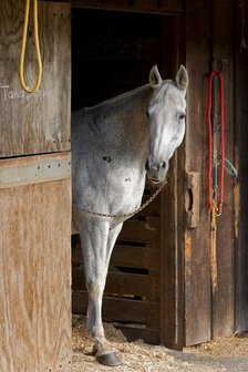 Grey Horse A. Creator: Tom Artin.
