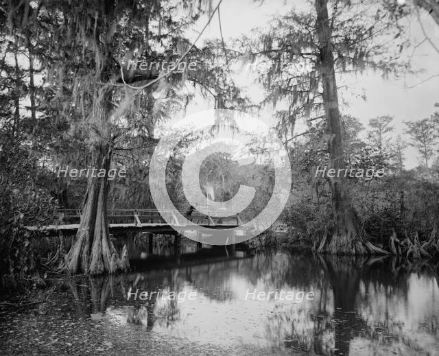 Cypress swamp, between 1880 and 1897. Creator: William H. Jackson.