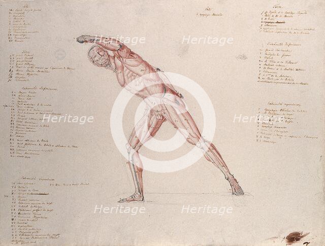 Myologic structure of the 'Borghese Gladiator' statue: the figure is presented as an écorché,(1833?) Creator: Johann Conrad Zeller.