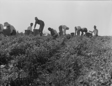 Harvesting peas requires large crews of migratory labor, Nipomo, California, 1937. Creator: Dorothea Lange.