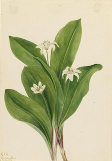 Queencup (Clintonia uniflora), 1924. Creator: Mary Vaux Walcott.