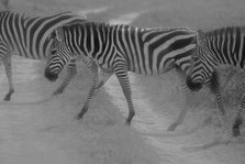 Zebras Crossing. Creator: Viet Chu.