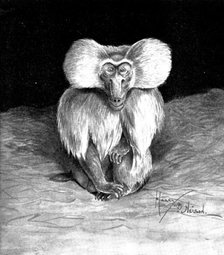 Arabian or Sacred Baboon, recently brought to this country, 1898. Creator: Unknown.