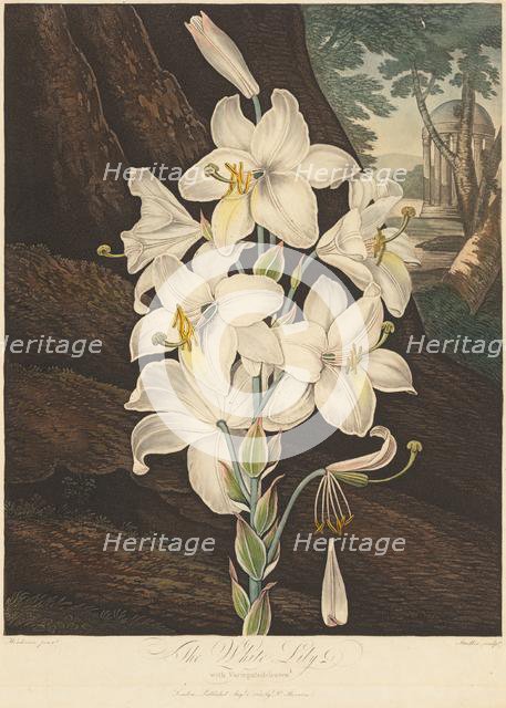 The Temple of Flora; or Garden of Nature: White Lily with Variegated Leaves..., 1800. Creator: Joseph Constantine Stadler (German); Robert John Thornton (British, 1768-1837).