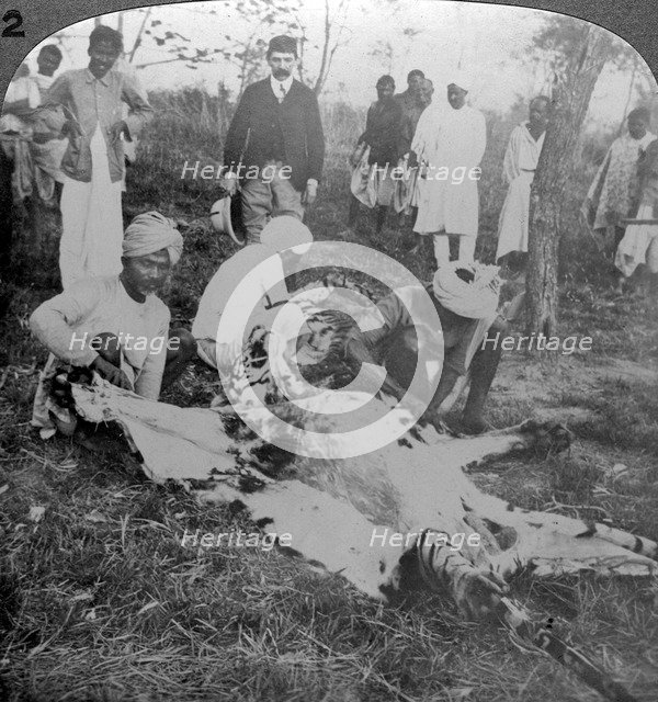 Skinning a dead tiger, shoot of the Maharajah of Cooch Behar, India, c1900s(?).Artist: Underwood & Underwood