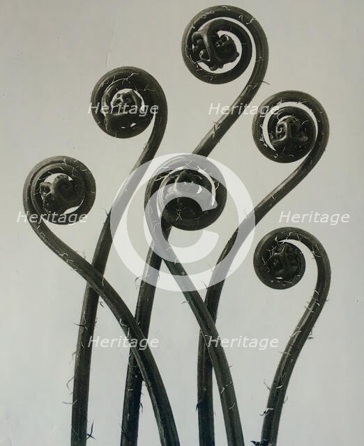 Adiantum pedatum, Haarfarn (Maidenhair fern). From: Urformen der Kunst (Art Forms in Nature), 1928. Creator: Blossfeldt, Karl (1865-1932).