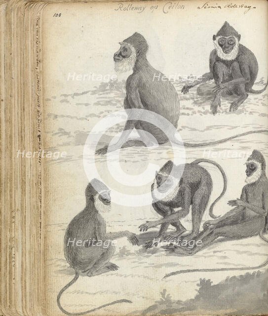 Roloway monkey (Cercopithecus roloway) in Ceylon, 1785-1786. Creator: Jan Brandes.