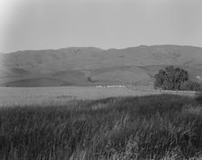 Migratory labor camp in the Santa Clara Valley, California, 1937. Creator: Dorothea Lange.