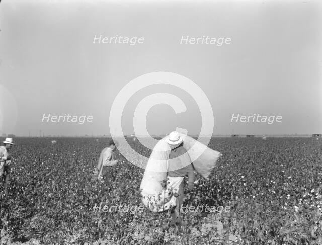 Pickers in cotton field, Southern San Joaquin Valley, California, 1936. Creator: Dorothea Lange.
