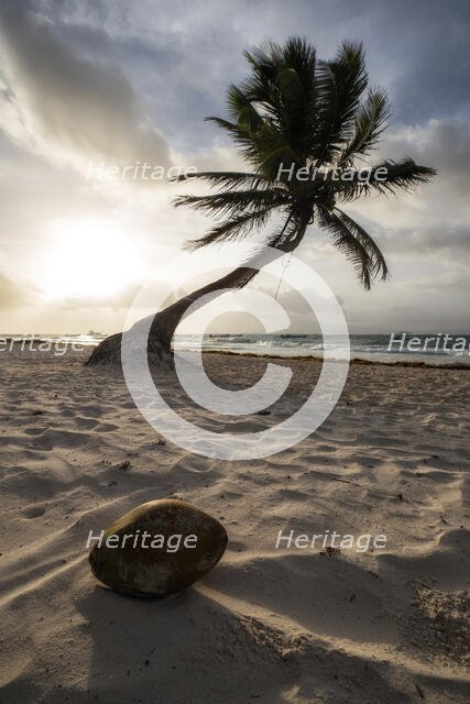 Coconut Paradise. Creator: Joshua Johnston.