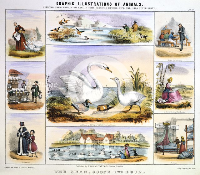 'The Swan, Goose and Duck', c1850. Artist: Benjamin Waterhouse Hawkins