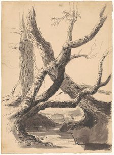 Tree Trunks, 1825-1840. Creator: Thomas Cole.