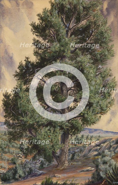 Pine Tree, n.d. Creator: Sandow.
