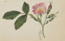 Pink Rose, 1875. Creator: Mary Vaux Walcott.