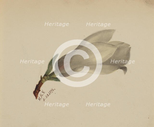 (Untitled--Flower Study), 1876. Creator: Mary Vaux Walcott.