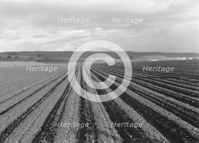 Large-scale pea fields, near San Juan Bautista, California, 1939. Creator: Dorothea Lange.