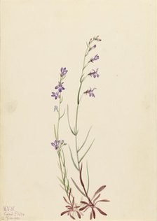 Brook Lobelia (Lobelia kalmii), 1923. Creator: Mary Vaux Walcott.