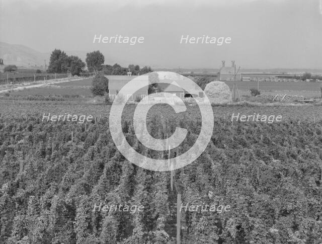 Looking down on hop yard on French-Canadian farm, Yakima Valley, Washington, 1939. Creator: Dorothea Lange.