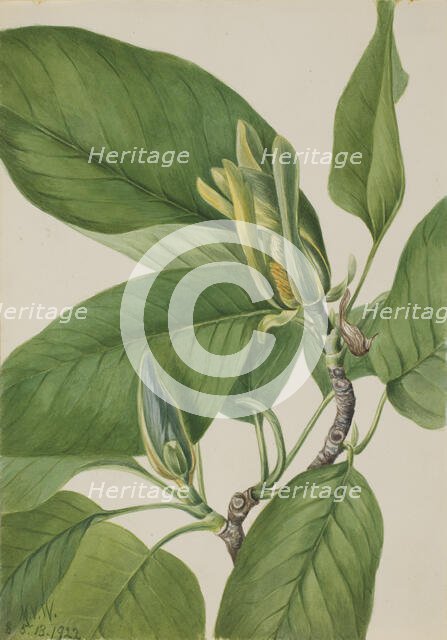 Cucumbertree (Magnolia acuminata), 1922. Creator: Mary Vaux Walcott.