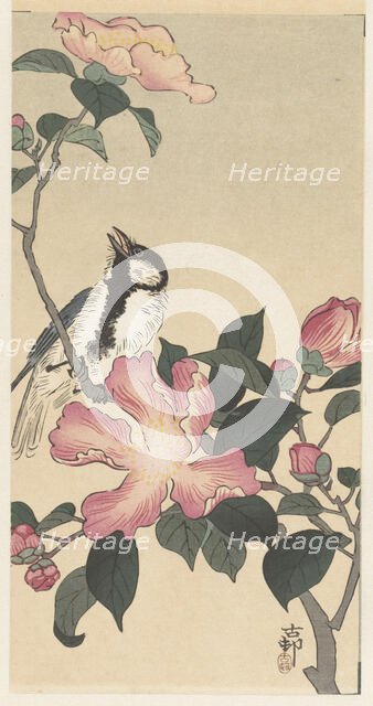 Great tit on branch with pink flowers. Creator: Ohara, Koson (1877-1945).