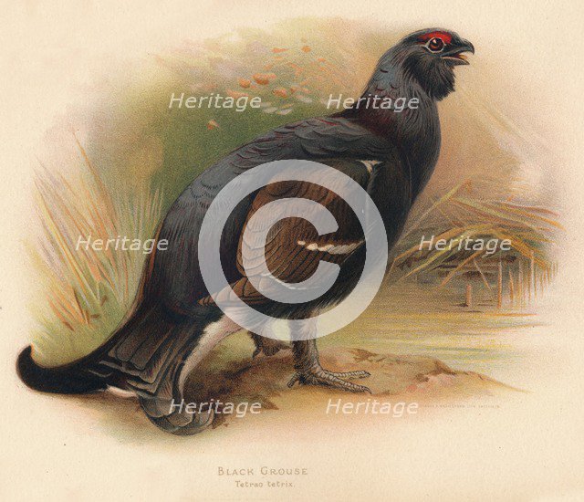 'Black Grouse (Tetrau tetrix)', 1900, (1900). Artist: Charles Whymper.