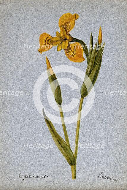 Yellow flag (Iris pseudacorus): flowering stem, 1904. Creator: Unknown.