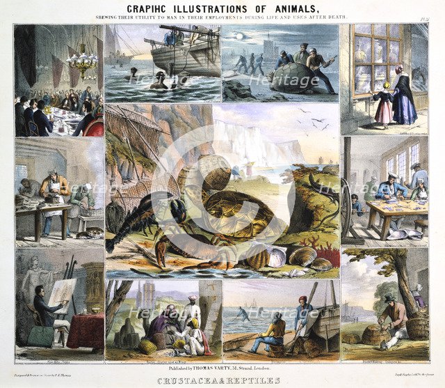 'Crustacea and Reptiles', c1850. Artist: Robert Kent Thomas 