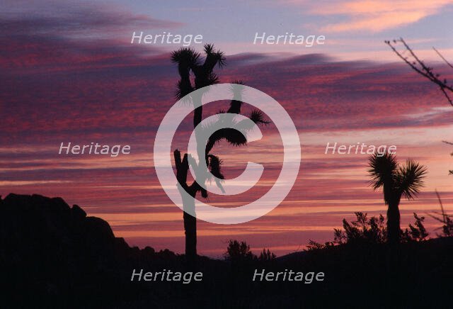 Cacti Set. Creator: Robert Manno.