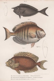 Doctorfish tang, Common snapper, Short-snouted unicornfish. Artist: Unknown.