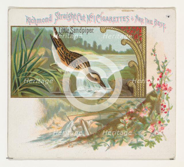 Little Sandpiper, from the Game Birds series (N40) for Allen & Ginter Cigarettes, 1888-90. Creator: Allen & Ginter.