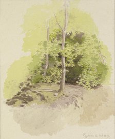 Forest section, 1889. Creator: Carl Theodor Reiffenstein.