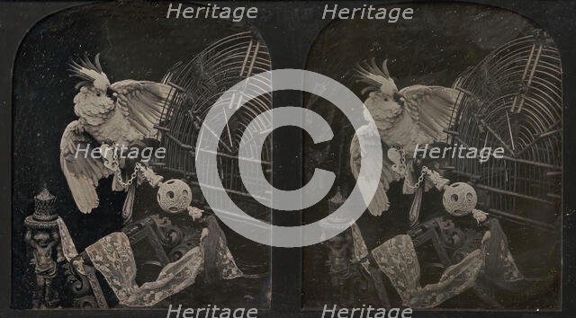 Still-Life with Cockatoo, Ornamental Ball, Lace, Statuette, 1850s. Creator: Thomas Richard Williams.