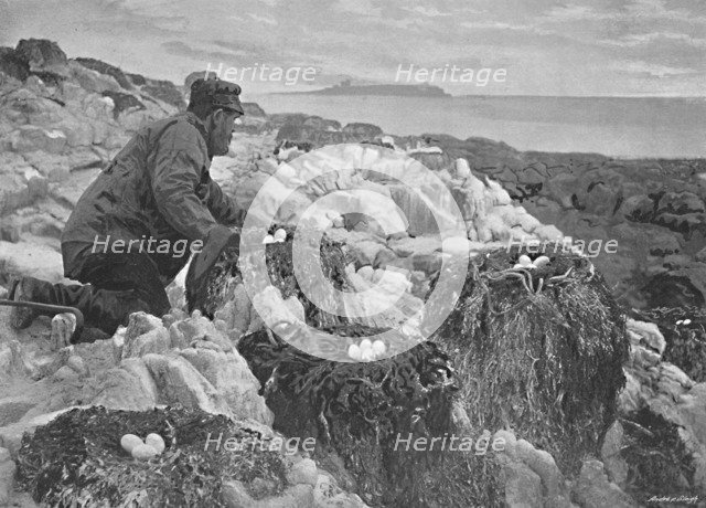 'Cormorants' Nests, Farne Islands', c1896. Artist: M Aunty.