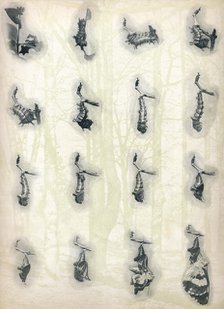 'The Evolution of a Caterpillar',  c1910, (1911). Artist: Alfred Harold Bastin.
