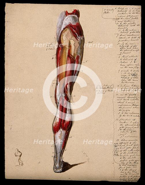 Muscles of the leg and foot: back view, with thumbnail ink sketch of walking figure, 1800-1899. Creator: Unknown.