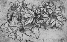 'Sketch of a Plant', c1480 (1945). Artist: Leonardo da Vinci.