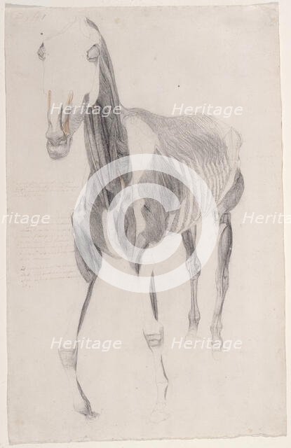 Working drawing for 'The Ninth Anatomical Table of the Muscles ... of the Horse', 1756. Creator: George Stubbs.