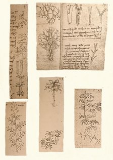 Five drawings illustrating the elements of landscape painting, c1472-c1519 (1883). Artist: Leonardo da Vinci.