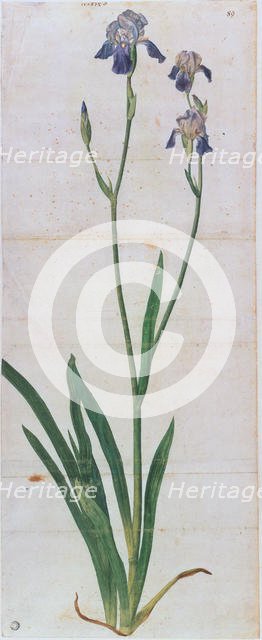 Iris germanica, ca 1503. Creator: Dürer, Albrecht (1471-1528).