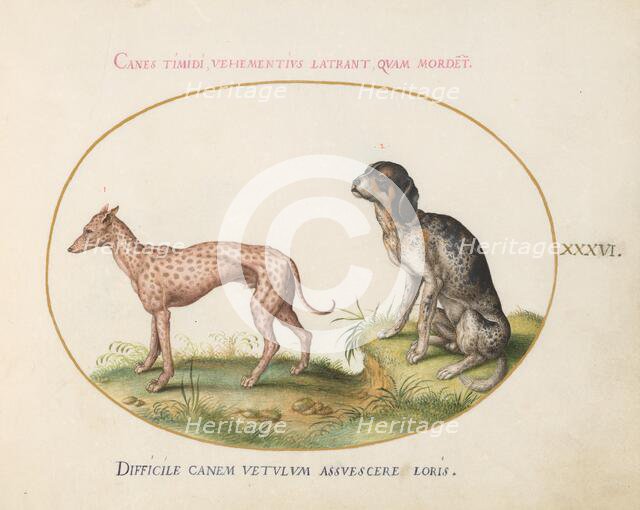 Animalia Qvadrvpedia et Reptilia (Terra): Plate XXXVI, c. 1575/1580. Creator: Joris Hoefnagel.