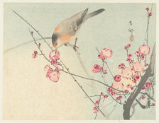 Songbird on blossom branch, Between 1910 and 1920. Creator: Ohara, Koson (1877-1945).