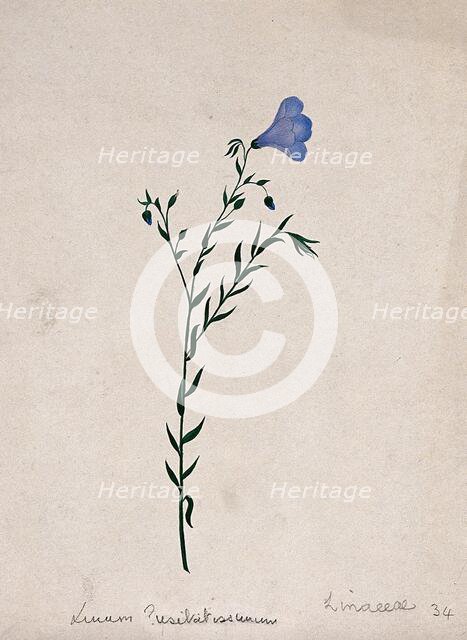 Flax plant (Linum species): flowering stem. Creator: Unknown.