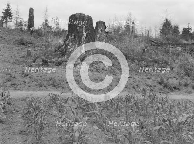 Shows charater of the land in the hills surrounding Elma, Grays Harbor, Western Wasington, 1939. Creator: Dorothea Lange.