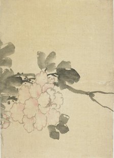 Peony, late 18th-early 19th century. Creator: Hokusai.