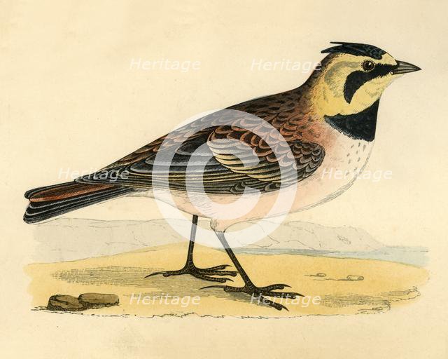 'Shore Lark', late 19th century. Creator: Unknown.