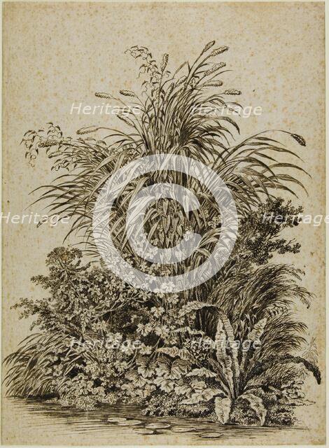 Plants at Water's Edge, c. 1800. Creator: Carl Wilhelm Kolbe the elder.