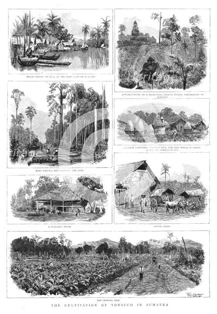 ''The Cultivation of Tobacco in Sumatra', 1890. Creator: T Griffiths.